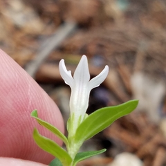 Spigelia hedyotidea