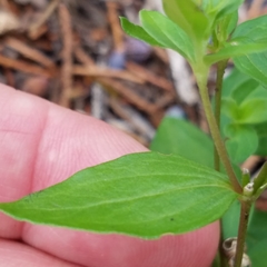 Spigelia hedyotidea
