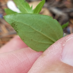 Spigelia hedyotidea