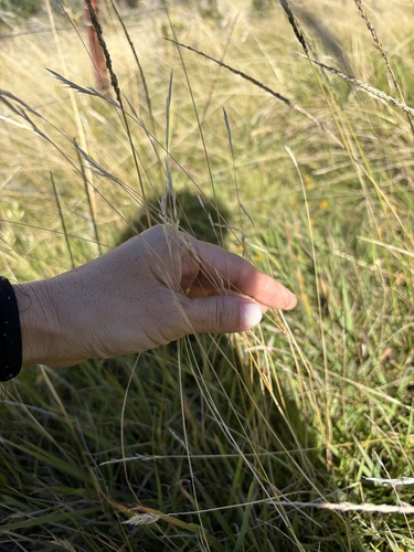 Rytidosperma racemosum observed 2026-10-19