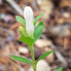 Spigelia hedyotidea