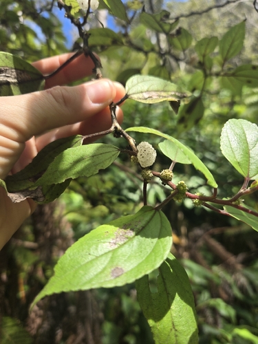 Pipturus albidus, 2026-10-19