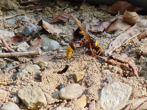 Delta pyriformis, 2026-10-20