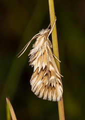 Cynaeda dentalis