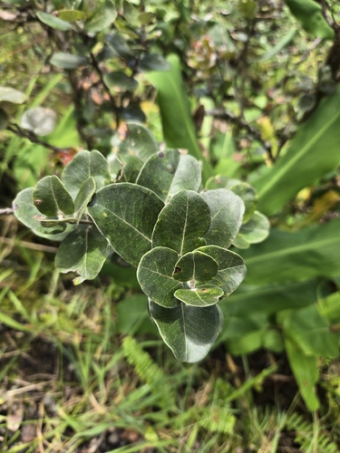 Metrosideros polymorpha observed 2026-10-19