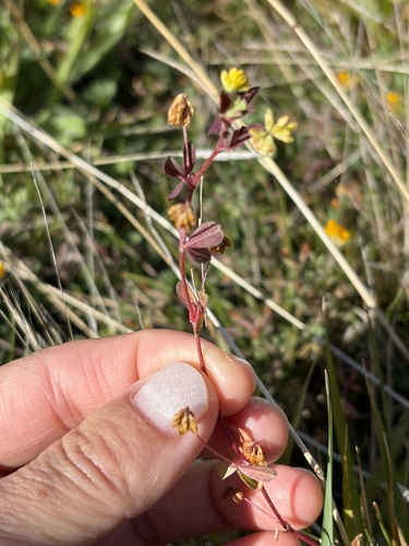 Trifolium dubium observed 2026-10-19