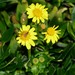 Senecio pinnatifolius pinnatifolius - Photo (c) Michael Keogh, some rights reserved (CC BY-NC-SA), uploaded by Michael Keogh