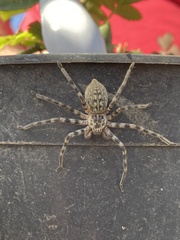 Eusparassus walckenaeri