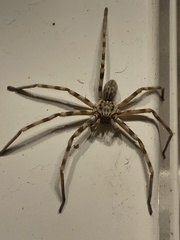 Eusparassus walckenaeri