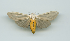 Creatonotos transiens vacillans