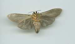 Creatonotos transiens vacillans