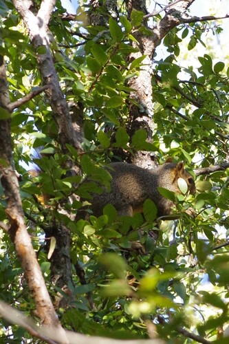 Eastern Fox Squirrel