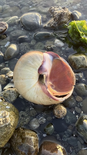 Polinices lewisii, 2026-10-19