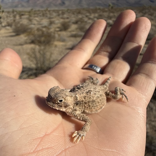 Phrynosoma platyrhinos, 2026-10-19
