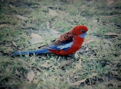 Platycercus elegans elegans