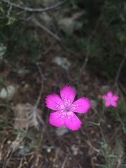 Dianthus diffusus