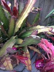 Selenicereus undatus