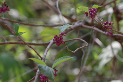 American beautyberry