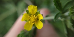 Potentilla tobolensis
