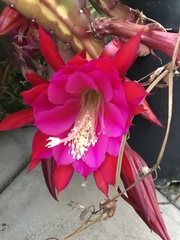 Selenicereus undatus