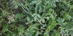 Potentilla tobolensis