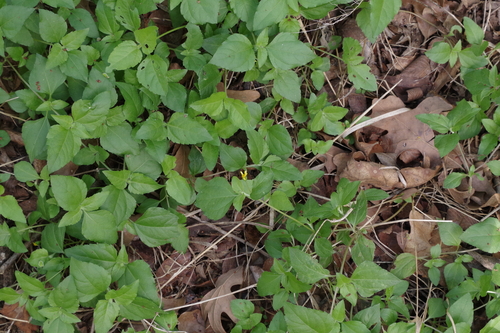 straggler daisy