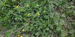 Potentilla tobolensis
