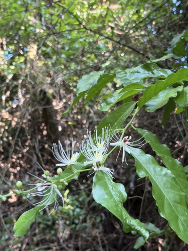 Capparis micracantha observed 2026-10-20
