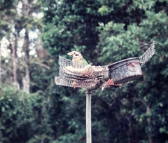 Ailuroedus maculosus