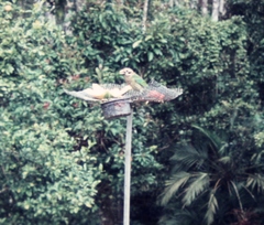 Ailuroedus maculosus