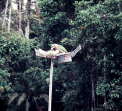 Ailuroedus maculosus