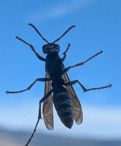 Polistes aurifer observed 2026-10-16