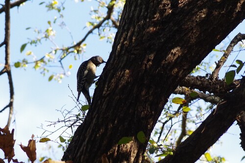 Yellow-bellied Sapsucker
