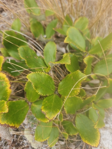 Macrolearia colensoi observed 2026-10-20