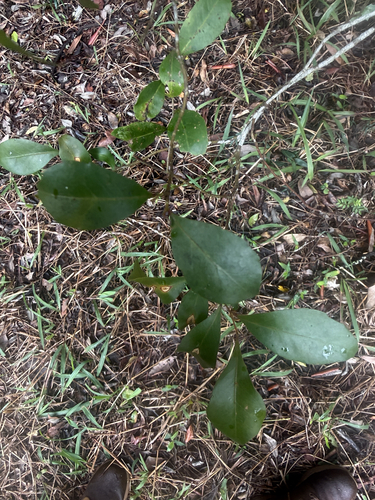 Elaeocarpus obovatus observed 2026-10-20