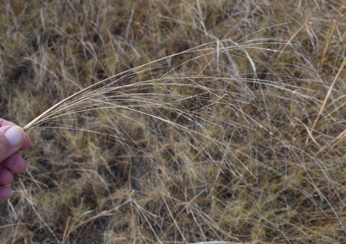 Panicum decompositum observed 2026-08-19