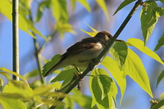 Acrocephalus dumetorum