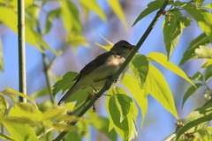 Acrocephalus dumetorum