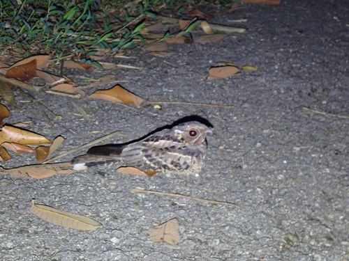 Caprimulgus macrurus observed 2026-10-19