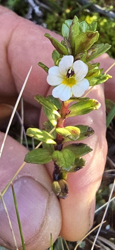 Euphrasia monroi observed 2026-10-19