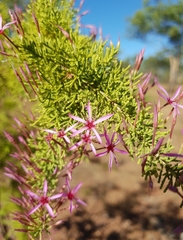 Calytrix exstipulata