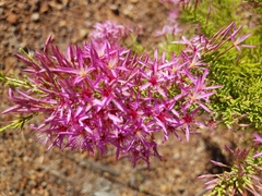 Calytrix exstipulata