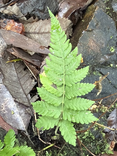 Christella dentata observed 2026-10-20