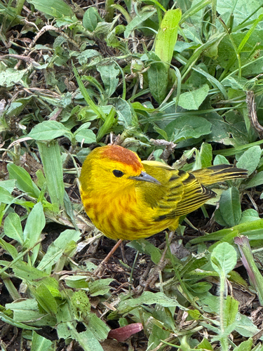 Setophaga petechia, 2026-10-17