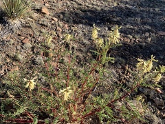 Astragalus praelongus