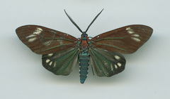 Cyclosia papilionaris