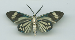 Cyclosia papilionaris