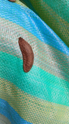 Sarasinula plebeia observed 2026-10-19