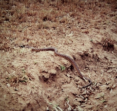 Aspidites melanocephalus