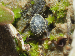 Chaetophora spinosa